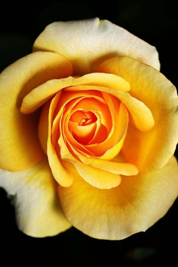 Bright Yellow Rose by Joy Watson